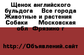 Щенок английского бульдога  - Все города Животные и растения » Собаки   . Московская обл.,Фрязино г.